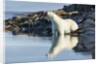 Polar Bear on Harbour Islands, Hudson Bay, Nunavut, Canada by Anonymous