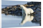 Polar Bear on Harbour Islands, Hudson Bay, Nunavut, Canada by Anonymous