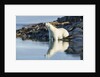 Polar Bear on Harbour Islands, Hudson Bay, Nunavut, Canada by Anonymous