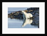 Polar Bear on Harbour Islands, Hudson Bay, Nunavut, Canada by Anonymous