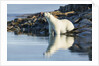 Polar Bear on Harbour Islands, Hudson Bay, Nunavut, Canada by Anonymous