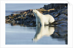 Polar Bear on Harbour Islands, Hudson Bay, Nunavut, Canada by Anonymous