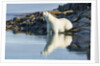 Polar Bear on Harbour Islands, Hudson Bay, Nunavut, Canada by Anonymous