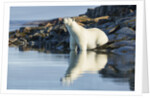Polar Bear on Harbour Islands, Hudson Bay, Nunavut, Canada by Anonymous
