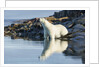 Polar Bear on Harbour Islands, Hudson Bay, Nunavut, Canada by Anonymous