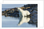 Polar Bear on Harbour Islands, Hudson Bay, Nunavut, Canada by Anonymous