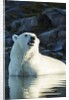 Polar Bear on Harbour Islands, Hudson Bay, Nunavut, Canada by Anonymous