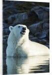 Polar Bear on Harbour Islands, Hudson Bay, Nunavut, Canada by Anonymous