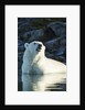 Polar Bear on Harbour Islands, Hudson Bay, Nunavut, Canada by Anonymous