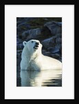 Polar Bear on Harbour Islands, Hudson Bay, Nunavut, Canada by Anonymous