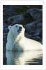 Polar Bear on Harbour Islands, Hudson Bay, Nunavut, Canada by Anonymous