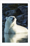 Polar Bear on Harbour Islands, Hudson Bay, Nunavut, Canada by Anonymous