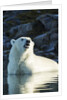 Polar Bear on Harbour Islands, Hudson Bay, Nunavut, Canada by Anonymous