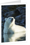 Polar Bear on Harbour Islands, Hudson Bay, Nunavut, Canada by Anonymous