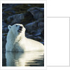 Polar Bear on Harbour Islands, Hudson Bay, Nunavut, Canada by Anonymous