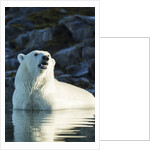 Polar Bear on Harbour Islands, Hudson Bay, Nunavut, Canada by Anonymous