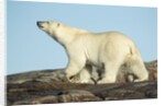 Polar Bear on Harbour Islands, Hudson Bay, Nunavut, Canada by Anonymous