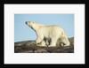 Polar Bear on Harbour Islands, Hudson Bay, Nunavut, Canada by Anonymous