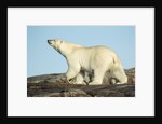 Polar Bear on Harbour Islands, Hudson Bay, Nunavut, Canada by Anonymous
