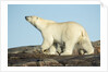 Polar Bear on Harbour Islands, Hudson Bay, Nunavut, Canada by Anonymous