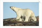 Polar Bear on Harbour Islands, Hudson Bay, Nunavut, Canada by Anonymous