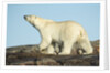Polar Bear on Harbour Islands, Hudson Bay, Nunavut, Canada by Anonymous