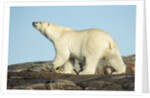 Polar Bear on Harbour Islands, Hudson Bay, Nunavut, Canada by Anonymous