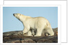 Polar Bear on Harbour Islands, Hudson Bay, Nunavut, Canada by Anonymous