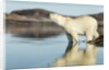 Polar Bear on Harbour Islands, Hudson Bay, Nunavut, Canada by Anonymous