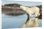Polar Bear on Harbour Islands, Hudson Bay, Nunavut, Canada by Anonymous