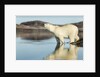 Polar Bear on Harbour Islands, Hudson Bay, Nunavut, Canada by Anonymous