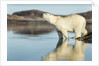 Polar Bear on Harbour Islands, Hudson Bay, Nunavut, Canada by Anonymous
