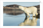 Polar Bear on Harbour Islands, Hudson Bay, Nunavut, Canada by Anonymous