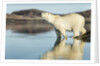 Polar Bear on Harbour Islands, Hudson Bay, Nunavut, Canada by Anonymous