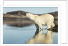 Polar Bear on Harbour Islands, Hudson Bay, Nunavut, Canada by Anonymous