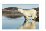 Polar Bear on Harbour Islands, Hudson Bay, Nunavut, Canada by Anonymous