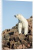 Polar Bear on Harbour Islands, Hudson Bay, Nunavut, Canada by Anonymous