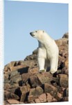Polar Bear on Harbour Islands, Hudson Bay, Nunavut, Canada by Anonymous