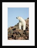 Polar Bear on Harbour Islands, Hudson Bay, Nunavut, Canada by Anonymous