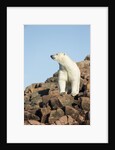Polar Bear on Harbour Islands, Hudson Bay, Nunavut, Canada by Anonymous