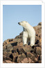 Polar Bear on Harbour Islands, Hudson Bay, Nunavut, Canada by Anonymous