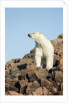 Polar Bear on Harbour Islands, Hudson Bay, Nunavut, Canada by Anonymous
