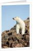 Polar Bear on Harbour Islands, Hudson Bay, Nunavut, Canada by Anonymous