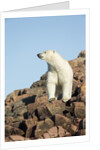 Polar Bear on Harbour Islands, Hudson Bay, Nunavut, Canada by Anonymous