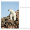 Polar Bear on Harbour Islands, Hudson Bay, Nunavut, Canada by Anonymous