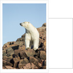 Polar Bear on Harbour Islands, Hudson Bay, Nunavut, Canada by Anonymous