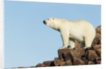 Polar Bear on Harbour Islands, Hudson Bay, Nunavut, Canada by Anonymous