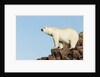Polar Bear on Harbour Islands, Hudson Bay, Nunavut, Canada by Anonymous
