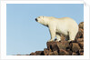 Polar Bear on Harbour Islands, Hudson Bay, Nunavut, Canada by Anonymous