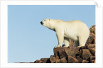 Polar Bear on Harbour Islands, Hudson Bay, Nunavut, Canada by Anonymous